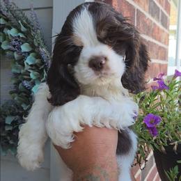 Green - male Cocker Spaniel puppy in Jenks, Oklahoma from Northstar Shih Tzu