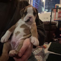 Boxer Puppies from Nala’s Pride