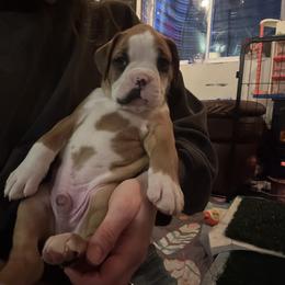 Boxer Puppies from Nala’s Pride