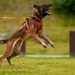 Belgian Malinois Puppies from Ak Hell Hounds