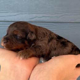 Twix - Merle male Yorkipoo puppy in Fortuna, California from Dalton Poodles and Doodles
