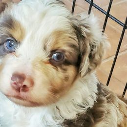 Australian Shepherds, Miniature American Shepherds, and Miniature Australian Shepherds from Copper Sky Aussies & Mini American Shepherds