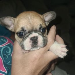 French Bulldogs from Jen's Fabulous Frenchies