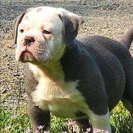 Rigatoni - Blue tri-color male Bulldog puppy in Washington from Sun City Campeiro Bulldogs
