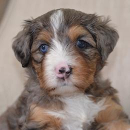 Pink Lady 'Pink'- Light Pink Collar Female - Blue merle female Bernedoodle puppy in Katy, Texas from Bluebonnet Bernedoodles of Southeast Texas