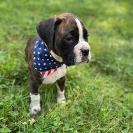 Boston Terriers and Boxers from Belue’s Boxers and Bostons