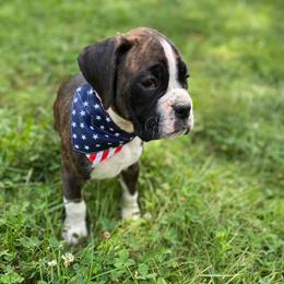 Boston Terriers and Boxers from Belue’s Boxers and Bostons