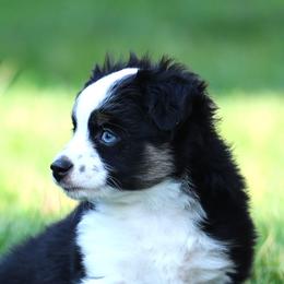 Toy Australian Shepherds from Bitterroot Toy Aussies