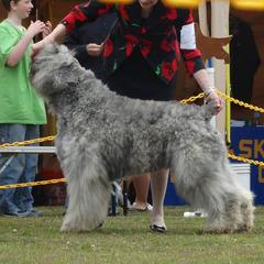Coast - Bouvier des Flandres