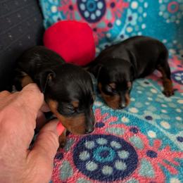 Miniature Pinscher puppies from Cheristar