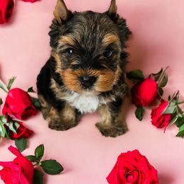 Yorkshire Terrier Puppies from Lady A's Yorkies