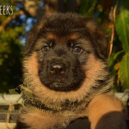 Orange Collar - Black and red male German Shepherd puppy in Orlando, Florida from AceHaven Canines