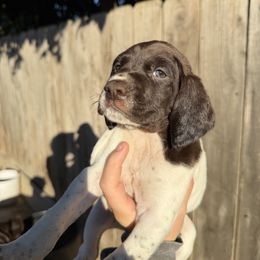 Pink Girl - White and liver female German Shorthaired Pointer puppy in Escalon, California from Valley Pointers