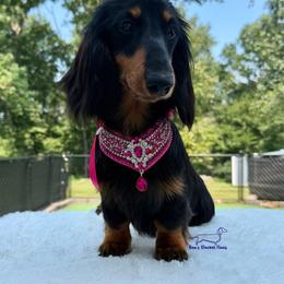Pink Girl - Black and tan female Dachshund puppy in Imperial, Missouri from Bea’s Dackel Haüs