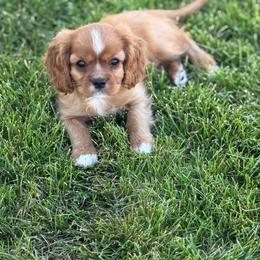Leo - Ruby male Cavalier King Charles Spaniel puppy in Smithfield, Utah from Bella Notte Cavaliers