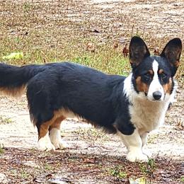 Cardigan Welsh Corgi puppies from Southern Dachshunds
