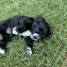 Cocker Spaniel Puppies from K&M crocker Spaniels