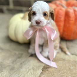 Peppermint Patty - Caramel cream female Australian Labradoodle puppy in Trussville, Alabama from Cahaba Doodles