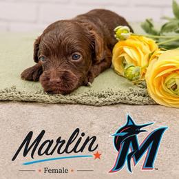 Marlin - Chocolate female Australian Labradoodle puppy in Denton, Texas from Liberty Hill Labradoodles