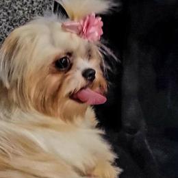 Chihuahuas, Dachshunds, and Shih Tzus from Pup cakes