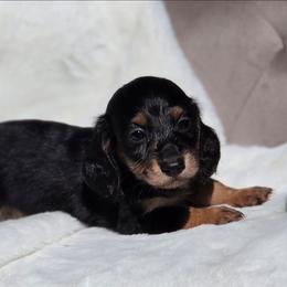 Leo - Black and tan male Dachshund puppy in Mcminnville, Tennessee from Red Barn Farms Minis