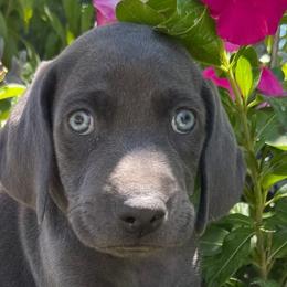 Weimaraners from Weim Squadron