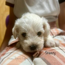 Sneezy - White male Schnoodle puppy in Sedalia, Missouri from Farmer Brown's Puppies
