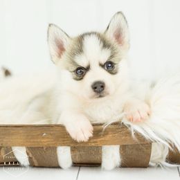Pomsky Puppies from Kaelel Kennels