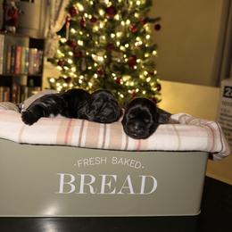 Beaver - Black and white male Shih Tzu puppy in Bremerton, Washington from California Shih Tzu