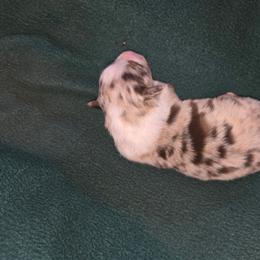 Phillip - Red merle male Australian Shepherd puppy in Kingman, Arizona from Long Mt Aussies