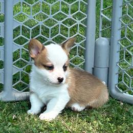 Doc - Red male Pembroke Welsh Corgi puppy in Blair, Wisconsin from Sandy’s Pet Grooming and Boarding & AKC Corgis