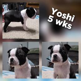 Yoshi - Seal brindle and white female Boston Terrier puppy in Billings, Missouri from Azaleas Euro Boxers & Boston Terriers