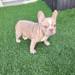 Izzy - Cream female French Bulldog puppy in Las Vegas, Nevada from Fabulousbulldogs LLC