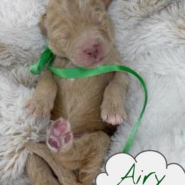 Airy - Caramel red male Australian Labradoodle puppy in Upland, California from Kings Labradoodles