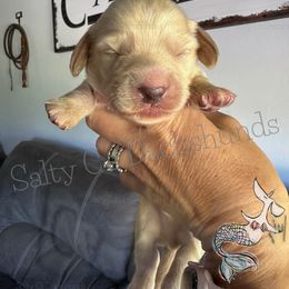 Sam - Dachshund puppy from Salty C's Dachshunds