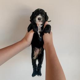 Bibble - Black and white male Sheepadoodle puppy in Wabash, Indiana from DOODCompany