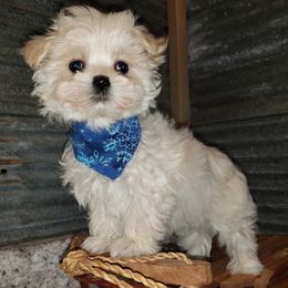Maltipoo Puppies from Long View Family Maltipoos