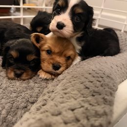 Cavalier King Charles Spaniel Puppies from Blooming Cavaliers