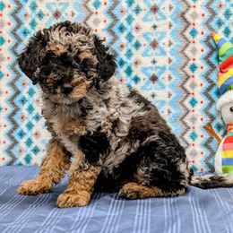 Aussiedoodle, Australian Shepherd, Bernedoodle, Cockapoo, and Poodle Puppies from Sis' Doodles & Poodles