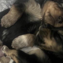 Miniature Australian Shepherds from West Texas Aussies
