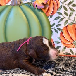 Maple -pink - Brown and white female Aussiedoodle puppy in Grand Haven, Michigan from Happy Hippy Doodles