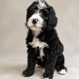 Girl 4 - female Bernedoodle puppy in Henderson, Colorado from Huggable Bernedoodles of Colorado LLC