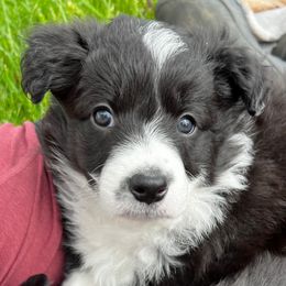 Lilly - Black and white female Border Collie puppy in Dorr, Michigan from Pineview Farm