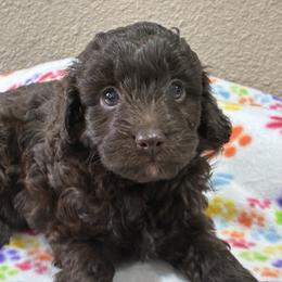 Piglet - Brown and white female Aussiedoodle puppy in Oklahoma City, Oklahoma from Foneb Farm - The F1B Farm