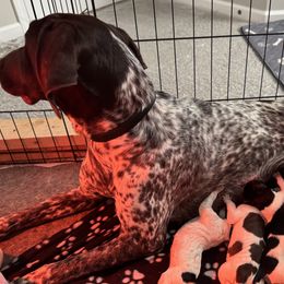 German Shorthaired Pointers from BadboysGSPS