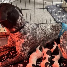 German Shorthaired Pointers from BadboysGSPS