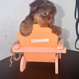 Candy boy - Chocolate, tan and white male Yorkshire Terrier puppy in Cape Coral, Florida from Katherine’s Yorkies and Poodles