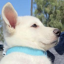 Girl 1 - White female German Shepherd puppy in Camarillo, California from Robert's White German Shepherds
