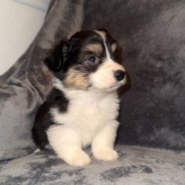 Orange - White and black male Pembroke Welsh Corgi puppy in Moreno Valley, California from Playful Corgis