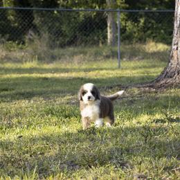 American Bully, Bernedoodle, Poodle, Sheepadoodle, and Whoodle Puppies from Wonderland’s Boujie Kennels